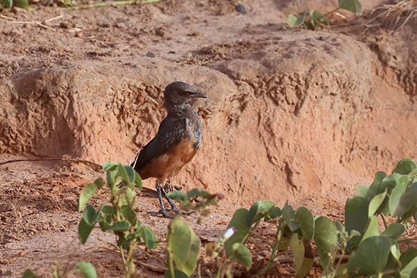 Chestnut-bellied Starling